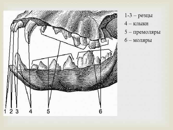 Зубы у шпица схема