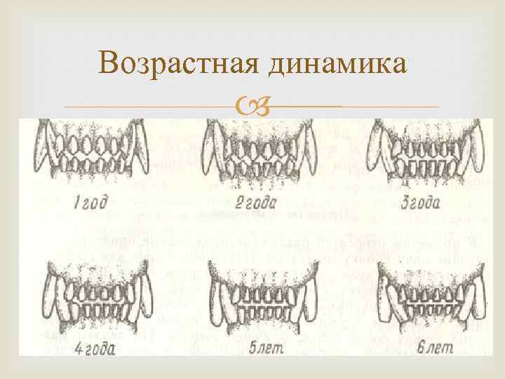 Возрастная динамика 