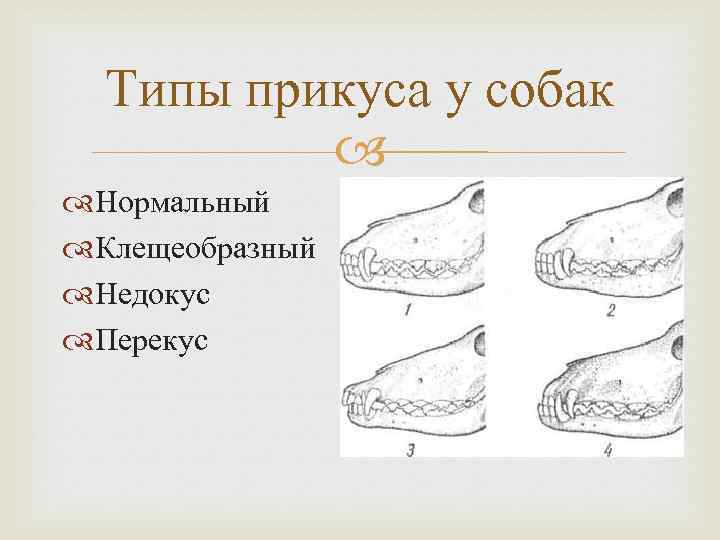 Правильный прикус у собаки рисунок