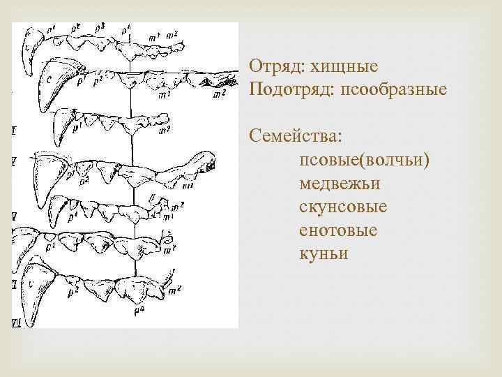 Отряд: хищные Подотряд: псообразные Семейства: псовые(волчьи) медвежьи скунсовые енотовые куньи 