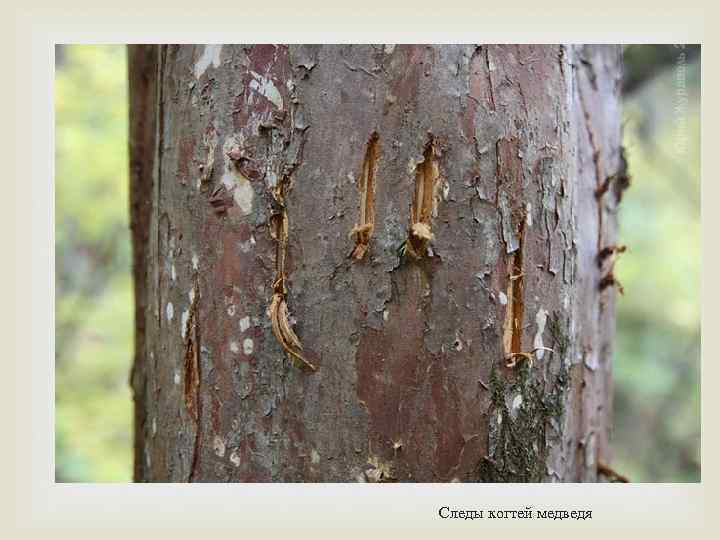 Следы когтей медведя 