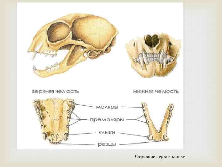 Строение черепа кошки 