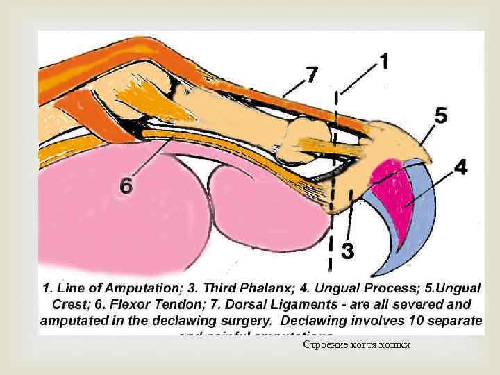 Строение когтя кошки 