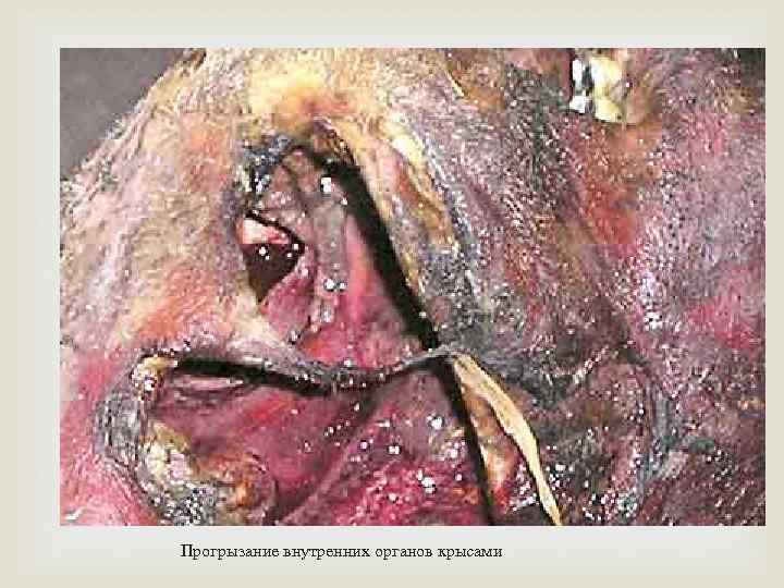 Прогрызание внутренних органов крысами 