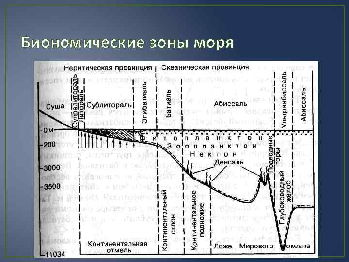 Зона моря. Биономические зоны моря. Биономические зоны мирового океана. Зоны океанического осадконакопления. Неритовая зона моря.