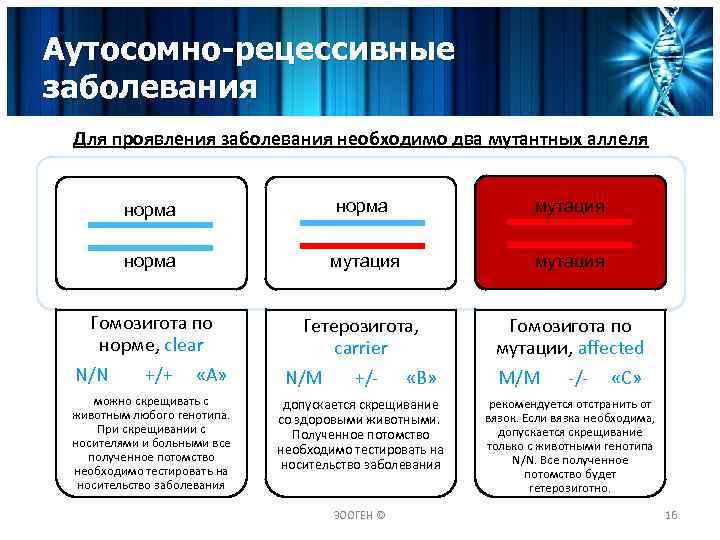 Аутосомно-рецессивные заболевания Для проявления заболевания необходимо два мутантных аллеля норма мутация Гомозигота по норме,