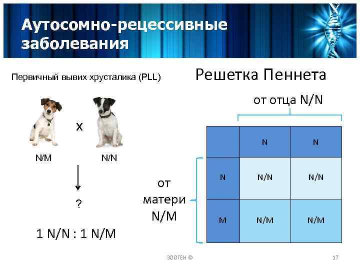 Аутосомно-рецессивные заболевания Решетка Пеннета Первичный вывих хрусталика (PLL) от отца N/N x N N/M