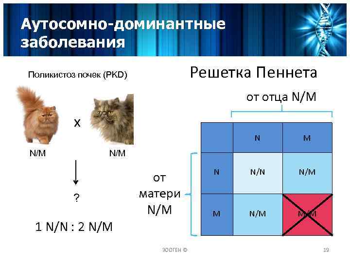 Аутосомно-доминантные заболевания Решетка Пеннета Поликистоз почек (PKD) от отца N/M x N N/M M