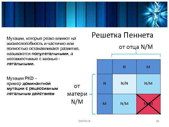 Решетка пеннета. Решетка Пеннета с собаками. Решетка Пеннета для кошек. Решетка Пинетта на заболевания. Таблица Пеннета генетика.