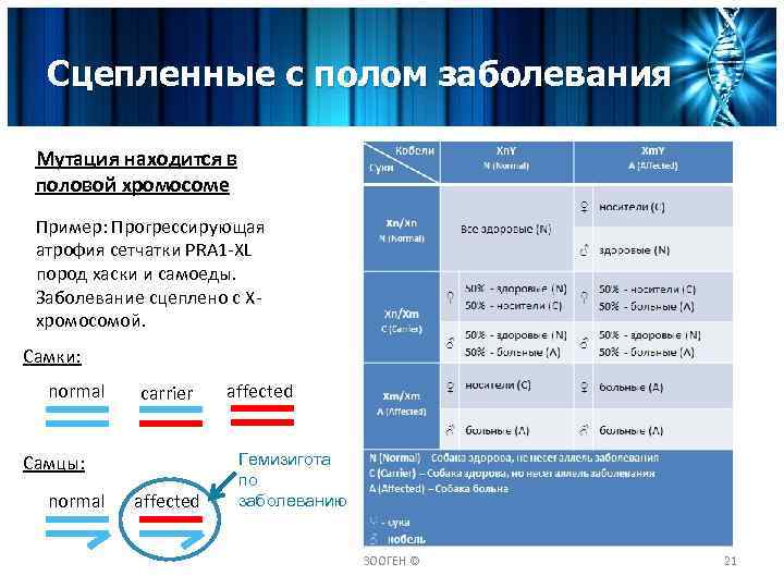 Какие заболевания сцеплены с полом схема