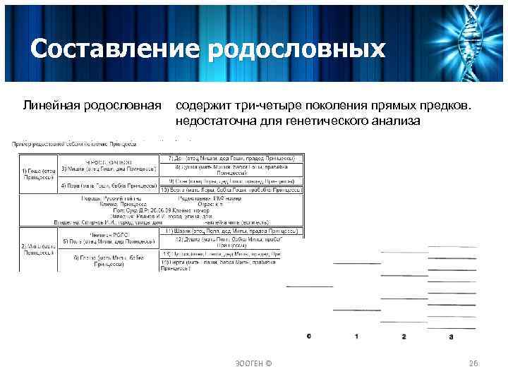 Составление родословных Линейная родословная содержит три-четыре поколения прямых предков. недостаточна для генетического анализа ЗООГЕН