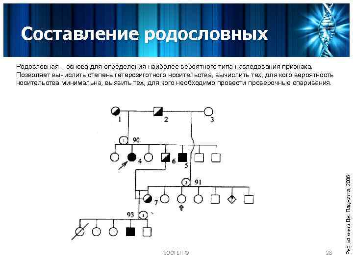 Составление родословных ЗООГЕН © 28 Рис. из книги Дж. Паджетта, 2006 Родословная – основа