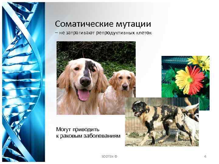 Соматические мутации – не затрагивают репродуктивных клеток Могут приводить к раковым заболеваниям ЗООГЕН ©