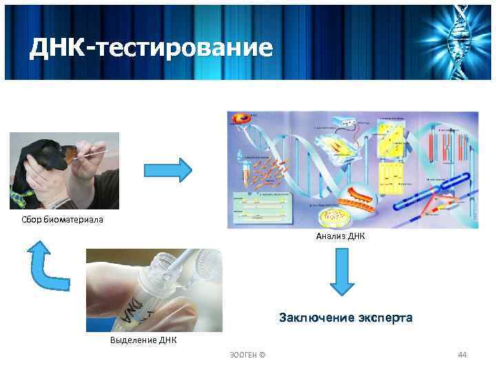 ДНК-тестирование Сбор биоматериала Анализ ДНК Заключение эксперта Выделение ДНК ЗООГЕН © 44 