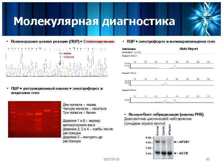 Молекулярная диагностика братск подбельского телефон режим работы