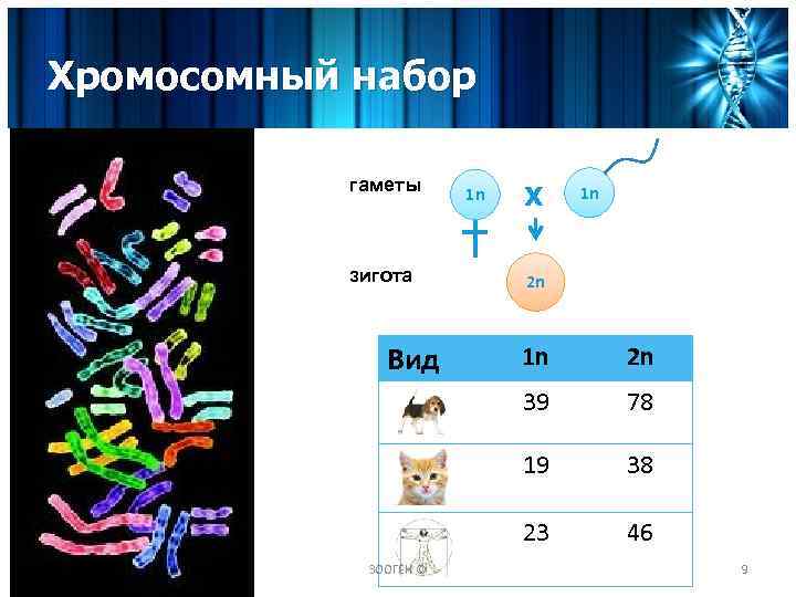 Сколько хромосом в половых клетках. Хромосомный набор половых клеток. Хромосомный набор гамет. Половые клетки набор хромосом. Хромосомный набор клетки.