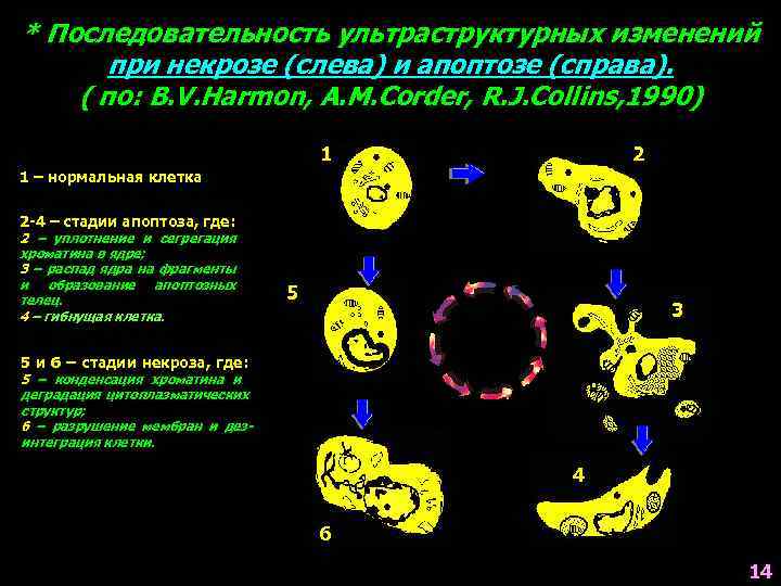 Схема микроскопических изменений в клетке при некрозе