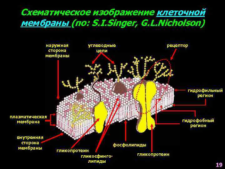 Образуют гидрофобную основу клеточной мембраны