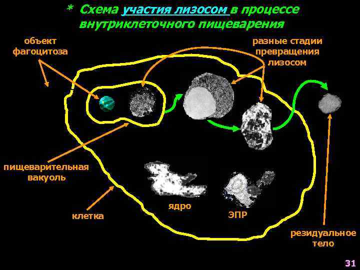 * Схема участия лизосом в процессе внутриклеточного пищеварения объект фагоцитоза разные стадии превращения лизосом