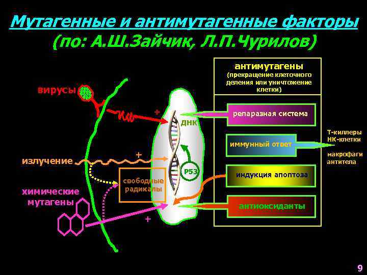 Мутагенные и антимутагенные факторы (по: А. Ш. Зайчик, Л. П. Чурилов) антимутагены (прекращение клеточного