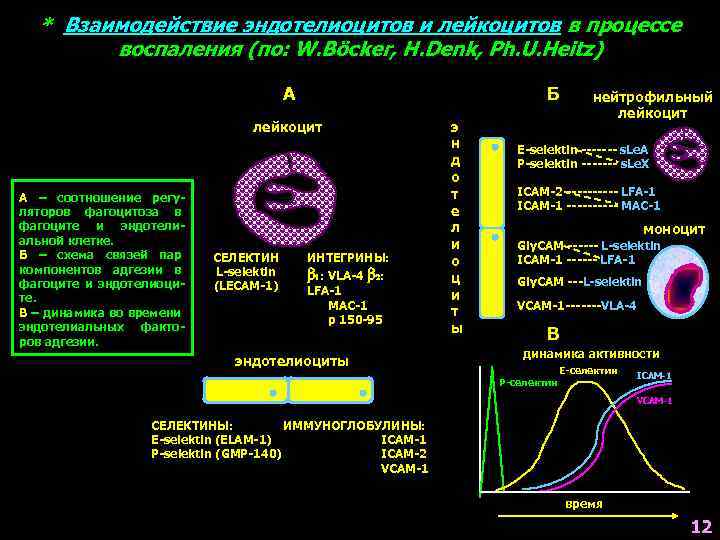 * Взаимодействие эндотелиоцитов и лейкоцитов в процессе воспаления (по: W. Böcker, H. Denk, Ph.