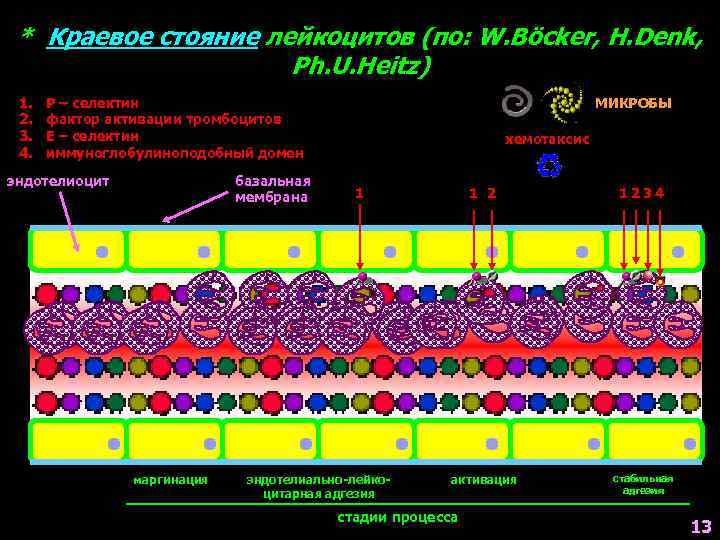 * Краевое стояние лейкоцитов (по: W. Böcker, H. Denk, Ph. U. Heitz) 1. 2.