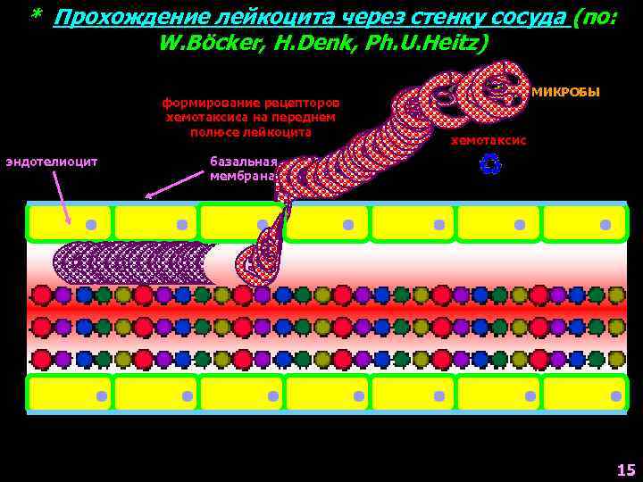 * Прохождение лейкоцита через стенку сосуда (по: W. Böcker, H. Denk, Ph. U. Heitz)