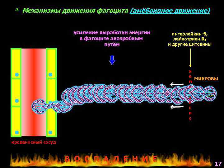 * Механизмы движения фагоцита (амёбоидное движение) усиление выработки энергии в фагоците анаэробным путём интерлейкин-8,