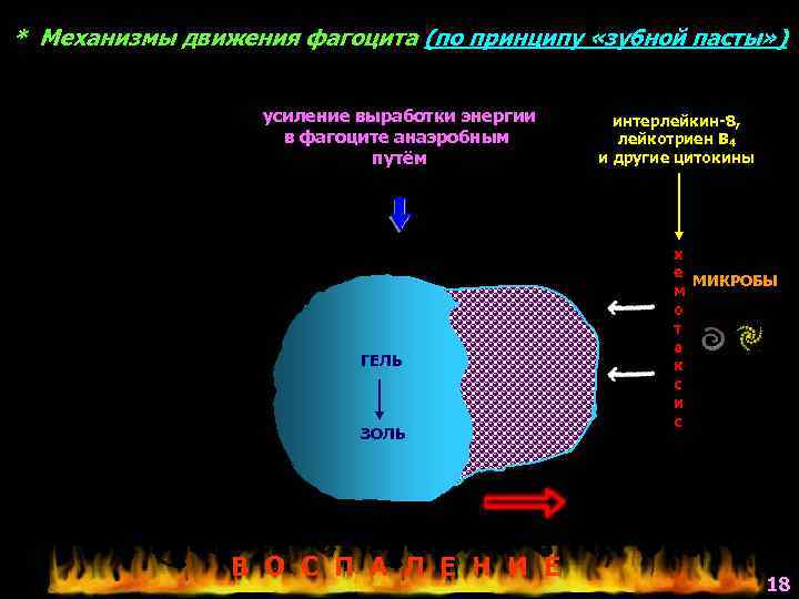 * Механизмы движения фагоцита (по принципу «зубной пасты» ) усиление выработки энергии в фагоците