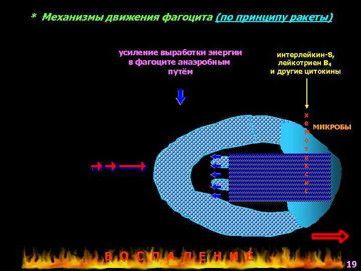 * Механизмы движения фагоцита (по принципу ракеты) усиление выработки энергии в фагоците анаэробным путём