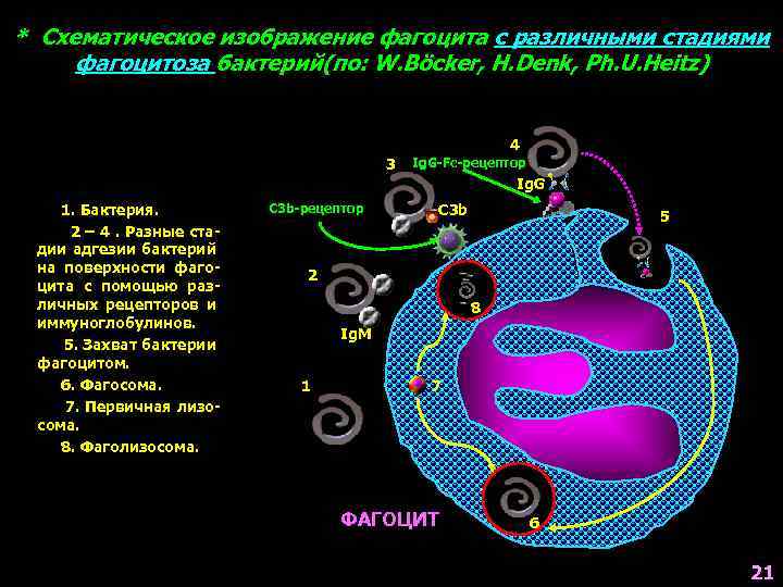 * Схематическое изображение фагоцита с различными стадиями фагоцитоза бактерий(по: W. Böcker, H. Denk, Ph.