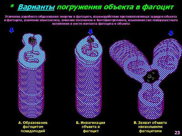 * Варианты погружения объекта в фагоцит Усиление аэробного образования энергии в фагоците, взаимодействие противоположных