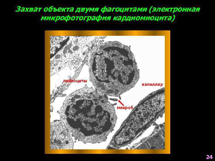 Захват объекта двумя фагоцитами (электронная микрофотография кардиомиоцита) лейкоциты капилляр микроб 24 