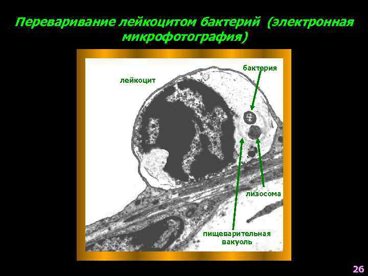 Переваривание лейкоцитом бактерий (электронная микрофотография) бактерия лейкоцит лизосома пищеварительная вакуоль 26 