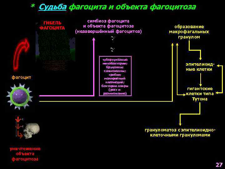 * Судьба фагоцита и объекта фагоцитоза ГИБЕЛЬ ФАГОЦИТА фагоцит симбиоз фагоцита и объекта фагоцитоза