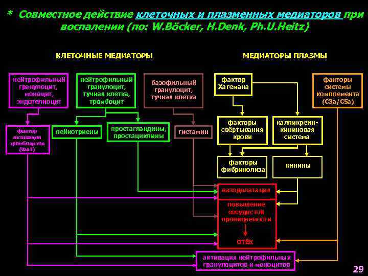 * Совместное действие клеточных и плазменных медиаторов при воспалении (по: W. Böcker, H. Denk,