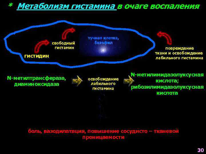 * Метаболизм гистамина в очаге воспаления свободный гистамин тучная клетка, базофил повреждение ткани и