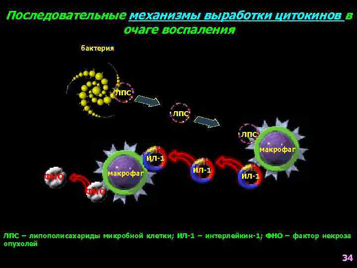 Последовательные механизмы выработки цитокинов в очаге воспаления бактерия ЛПС ЛПС макрофаг ИЛ-1 макрофаг ФНО