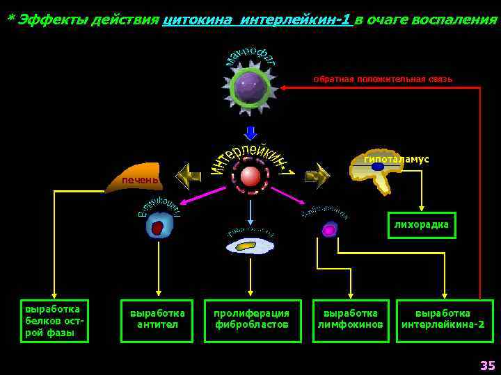 * Эффекты действия цитокина интерлейкин-1 в очаге воспаления обратная положительная связь гипоталамус печень лихорадка