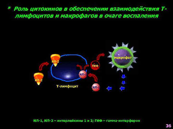 * Роль цитокинов в обеспечении взаимодействия Тлимфоцитов и макрофагов в очаге воспаления макрофаг ИЛ-2