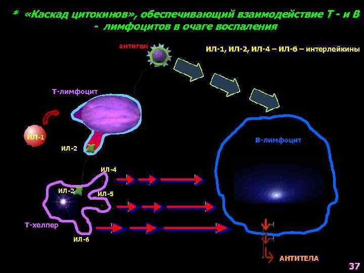 * «Каскад цитокинов» , обеспечивающий взаимодействие Т - и В - лимфоцитов в очаге