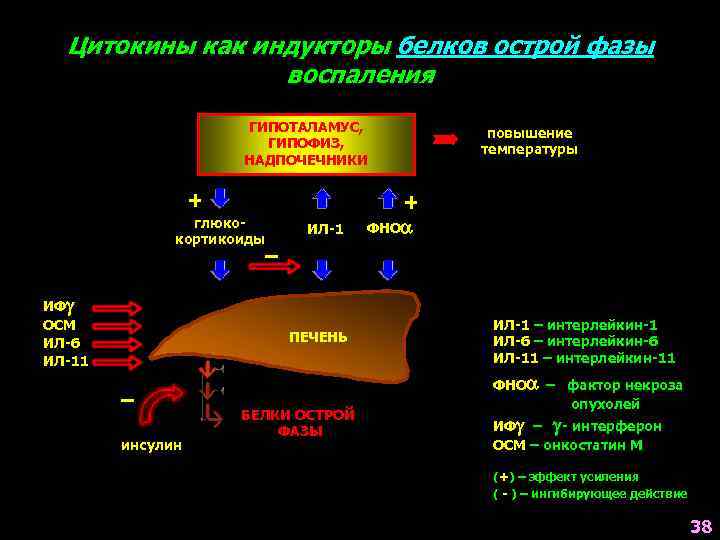 Цитокины как индукторы белков острой фазы воспаления ГИПОТАЛАМУС, ГИПОФИЗ, НАДПОЧЕЧНИКИ + глюкокортикоиды ИФg ОСМ