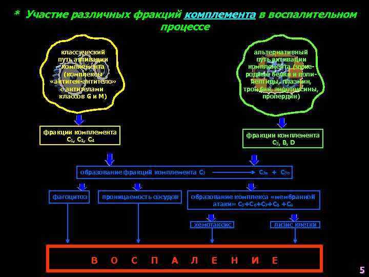 * Участие различных фракций комплемента в воспалительном процессе классический путь активации комплемента (комплексы «антиген-антитело»