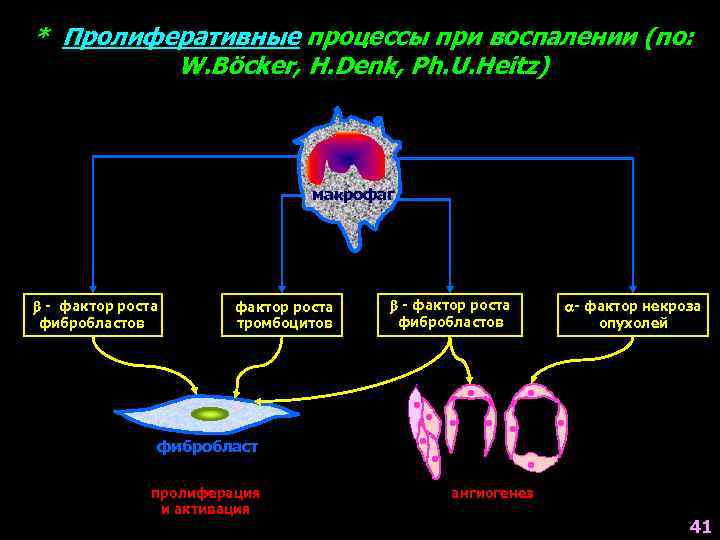 * Пролиферативные процессы при воспалении (по: W. Böcker, H. Denk, Ph. U. Heitz) макрофаг