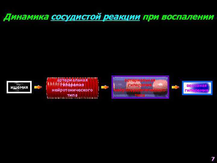 Динамика сосудистой реакции при воспалении ишемия артериальная гиперемия нейротонического типа артериальная гиперемия нейропаралитического типа