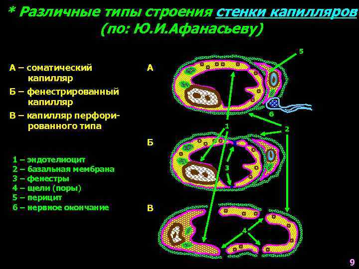 * Различные типы строения стенки капилляров (по: Ю. И. Афанасьеву) 5 А – соматический