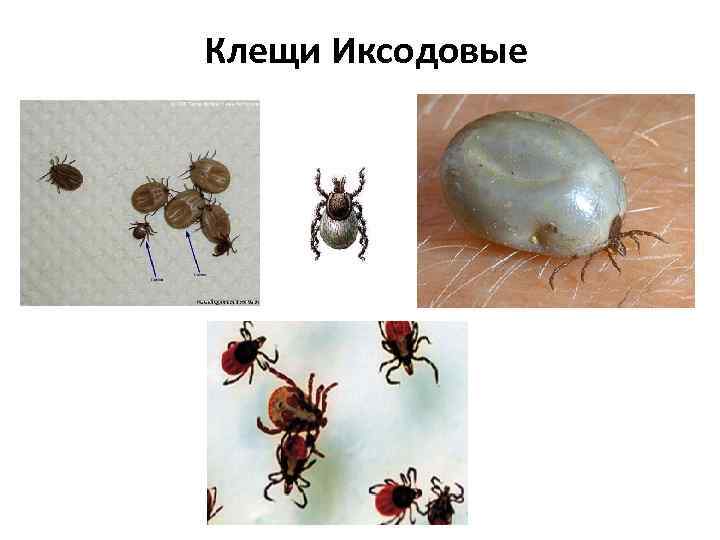 Представители клещей