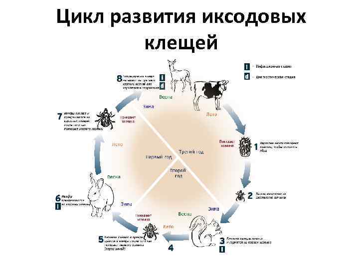 Жизненный цикл таежного клеща. Жизненный цикл иксодовых клещей. Схема жизненного цикла клеща. Жизненный цикл иксодового клеща схема. Иксодовые клещи цикл развития.