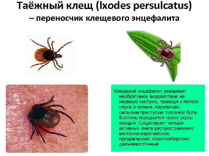 Таёжный клещ (lxodes persulcatus) – переносчик клещевого энцефалита 