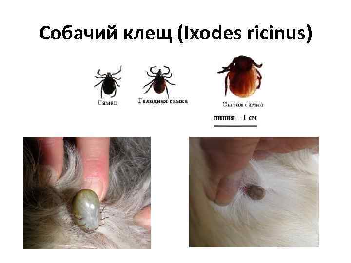 Собачий клещ (Ixodes ricinus) 